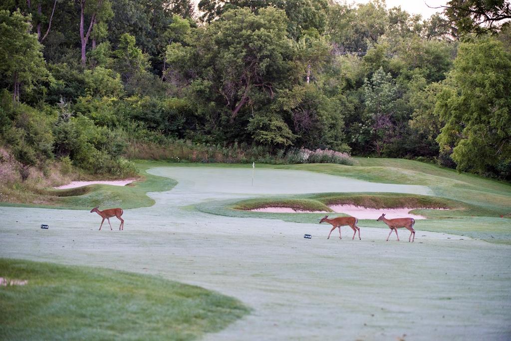 radrick-farms-golf-course-5