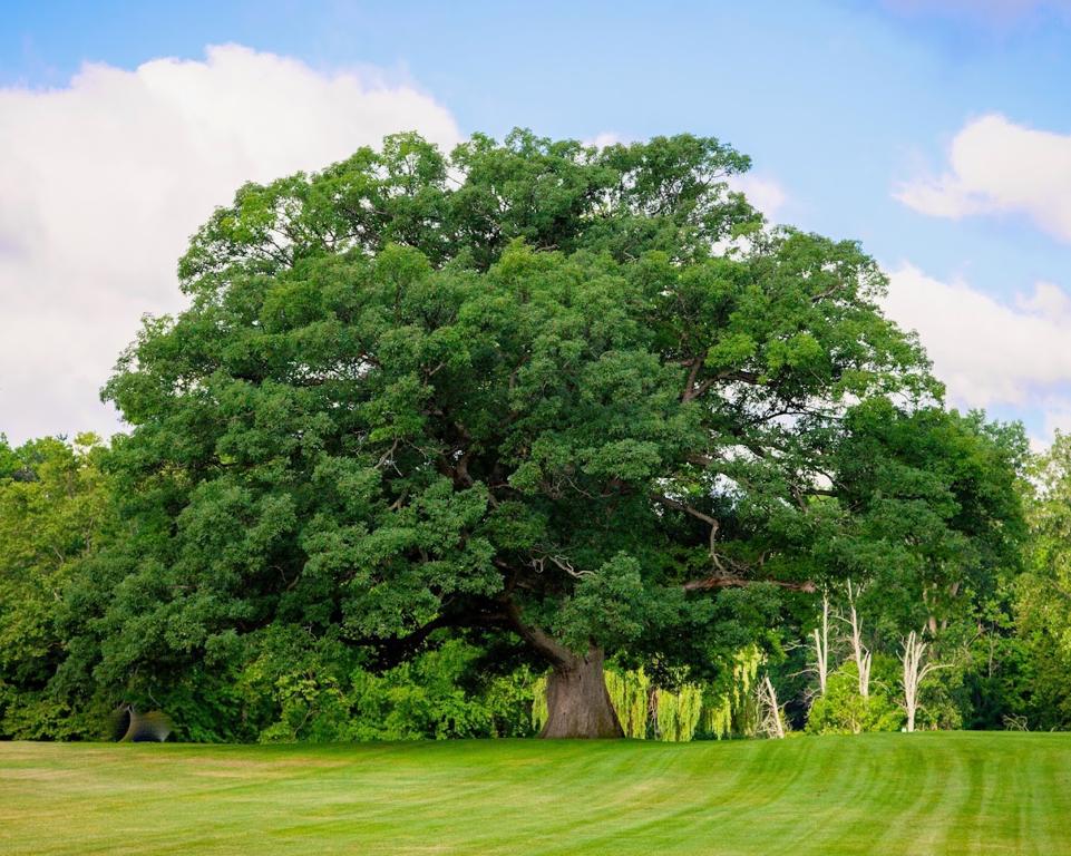 giant-oak-golf-club-1755494928912