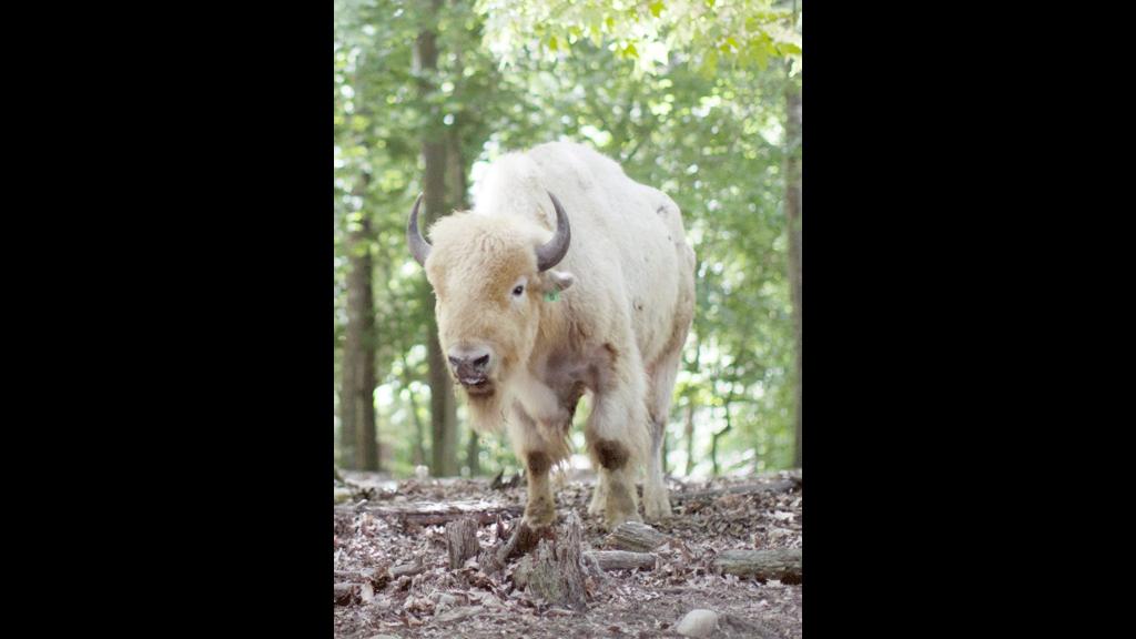 briarwood-ranch-safari-park-1