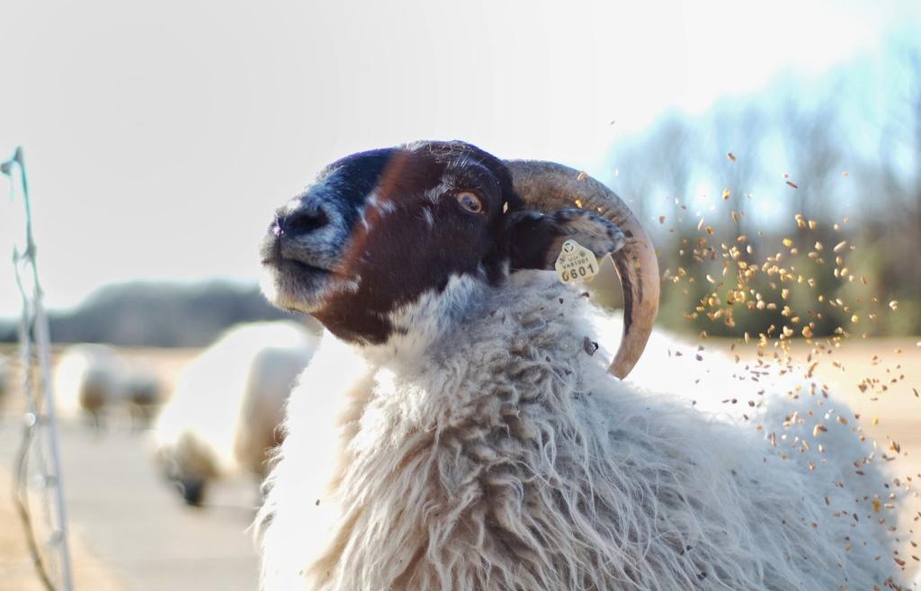 hermitage-golf-course-1755466157880