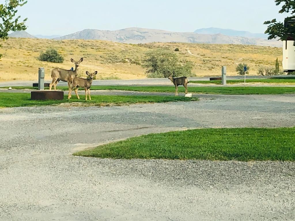 belmont-hot-springs-rv-park-4